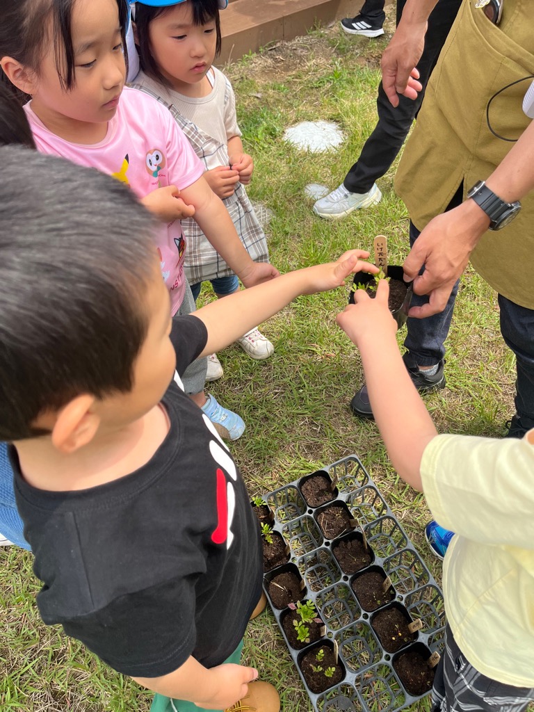 間引くを選ぶ園児