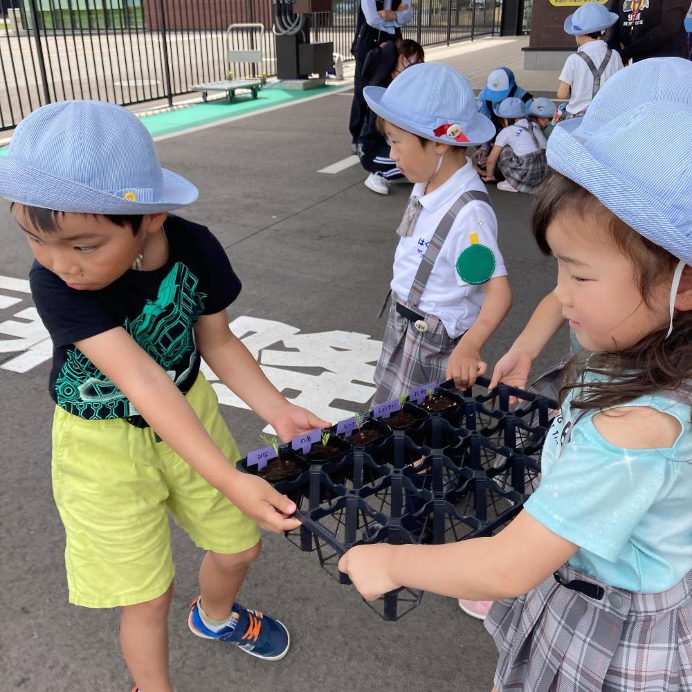 園児達が力を合わせてポット苗を運んでいる様子を写した写真