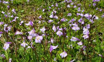 ムラサキスギゴケの花