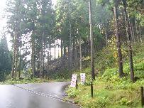 カーブになっている道路の両脇にたくさんの細い樹木が並んでいる林道の写真