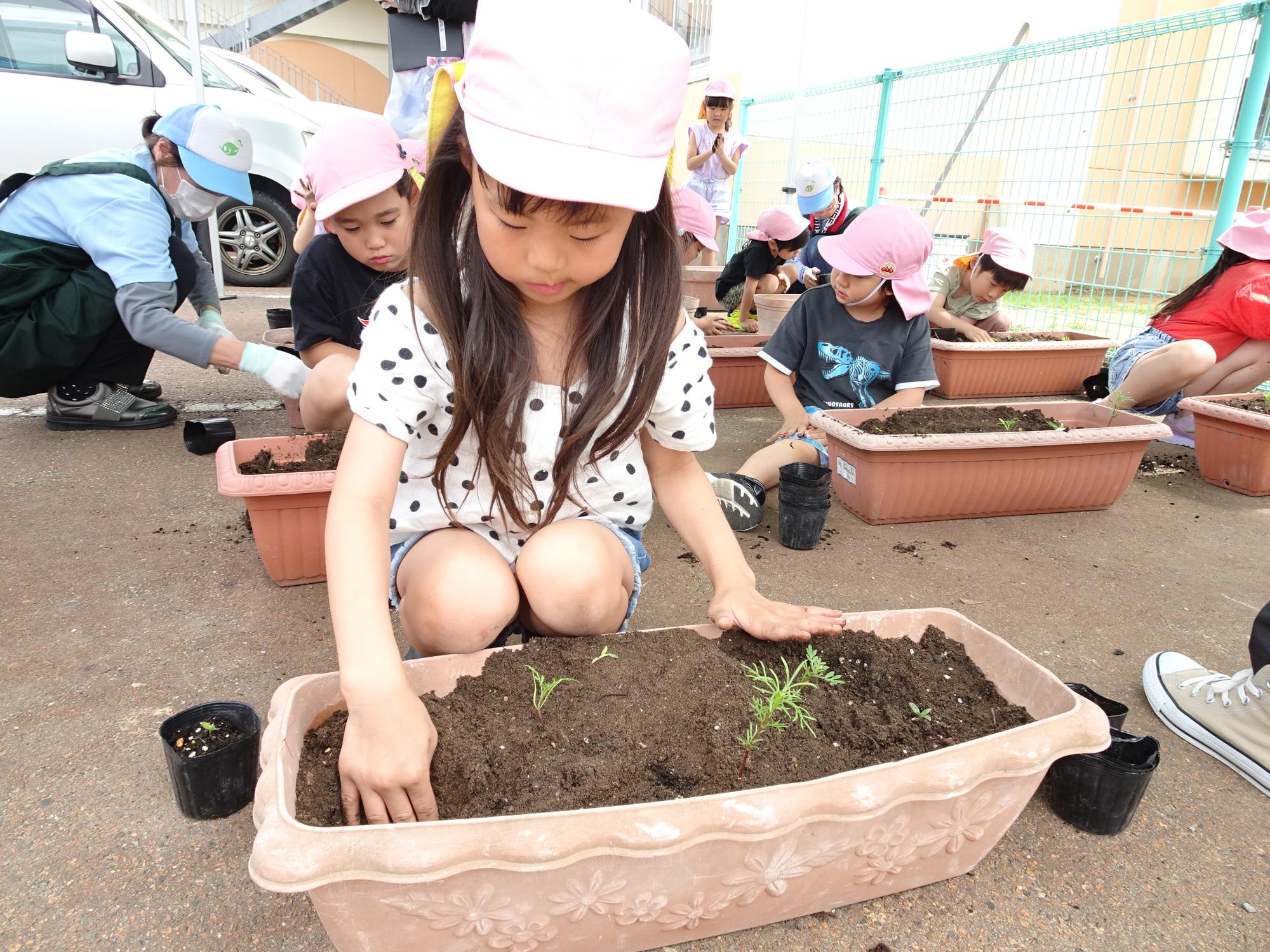 運んできた花の苗をプランターに植えている女児の写真