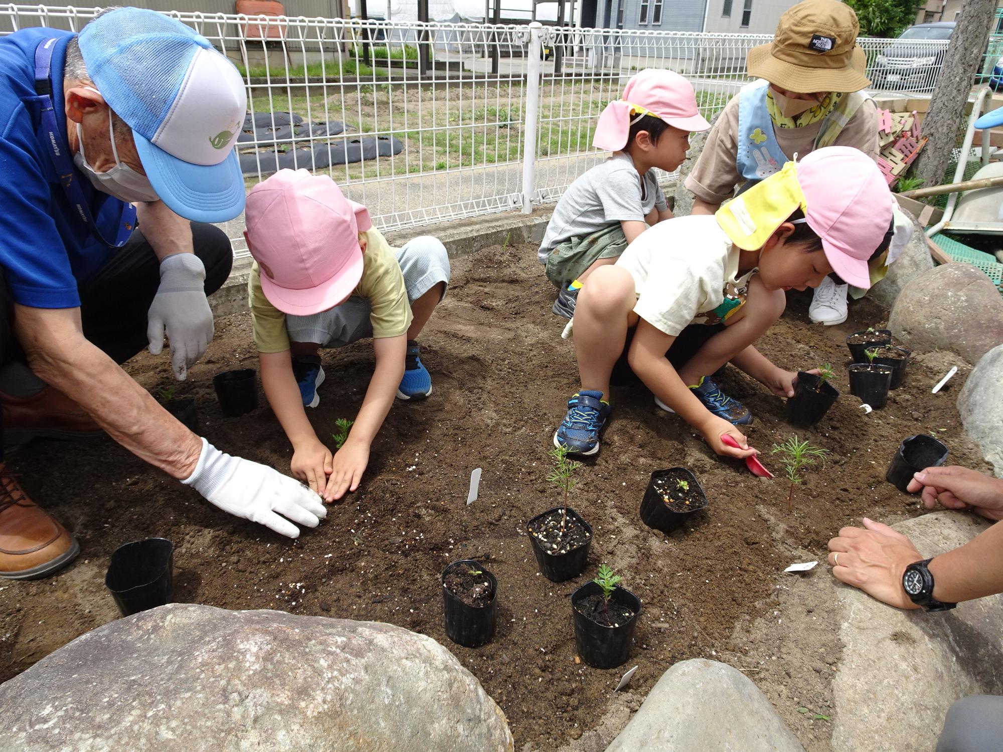 3名の園児がスタッフの方と一緒に石で囲まれた花壇に入って花の苗を植えている様子の写真