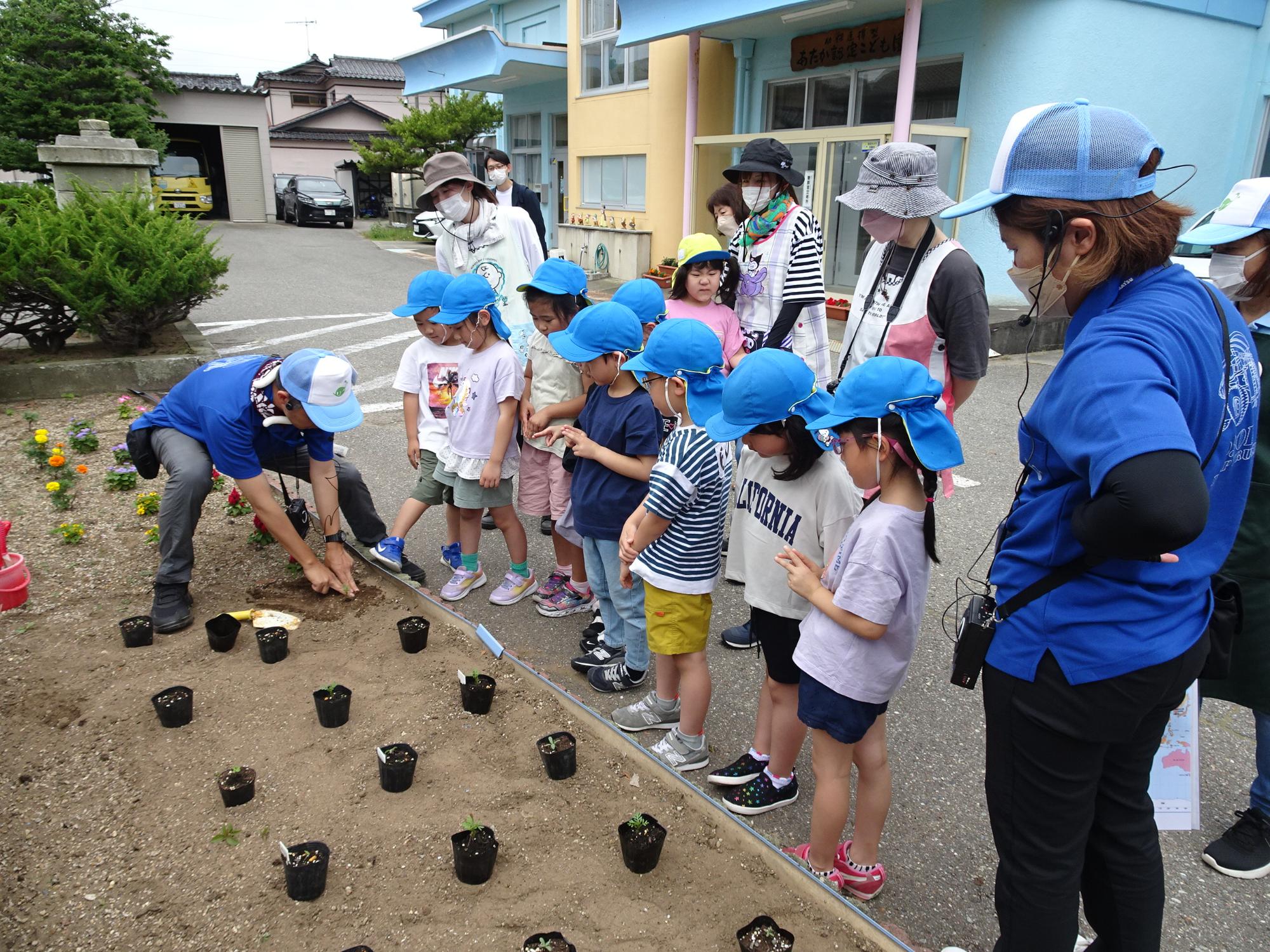 右足を花壇に入れて中腰になり、花壇に両手で穴を開けている寺井先生を見ている園児たちの写真