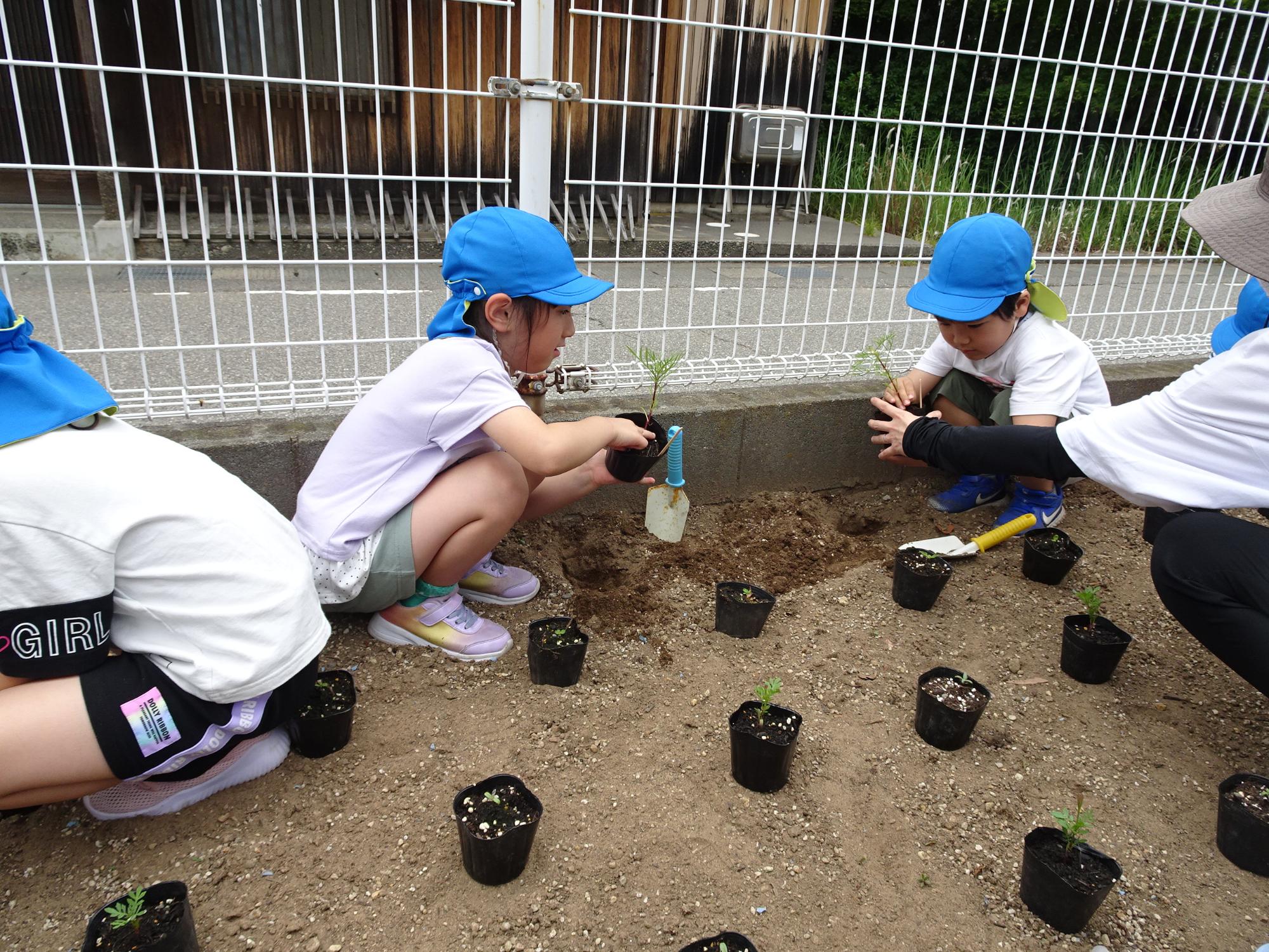 スコップで穴をあけた花壇に2名の園児が苗ポットを持って植えようをしている様子の写真