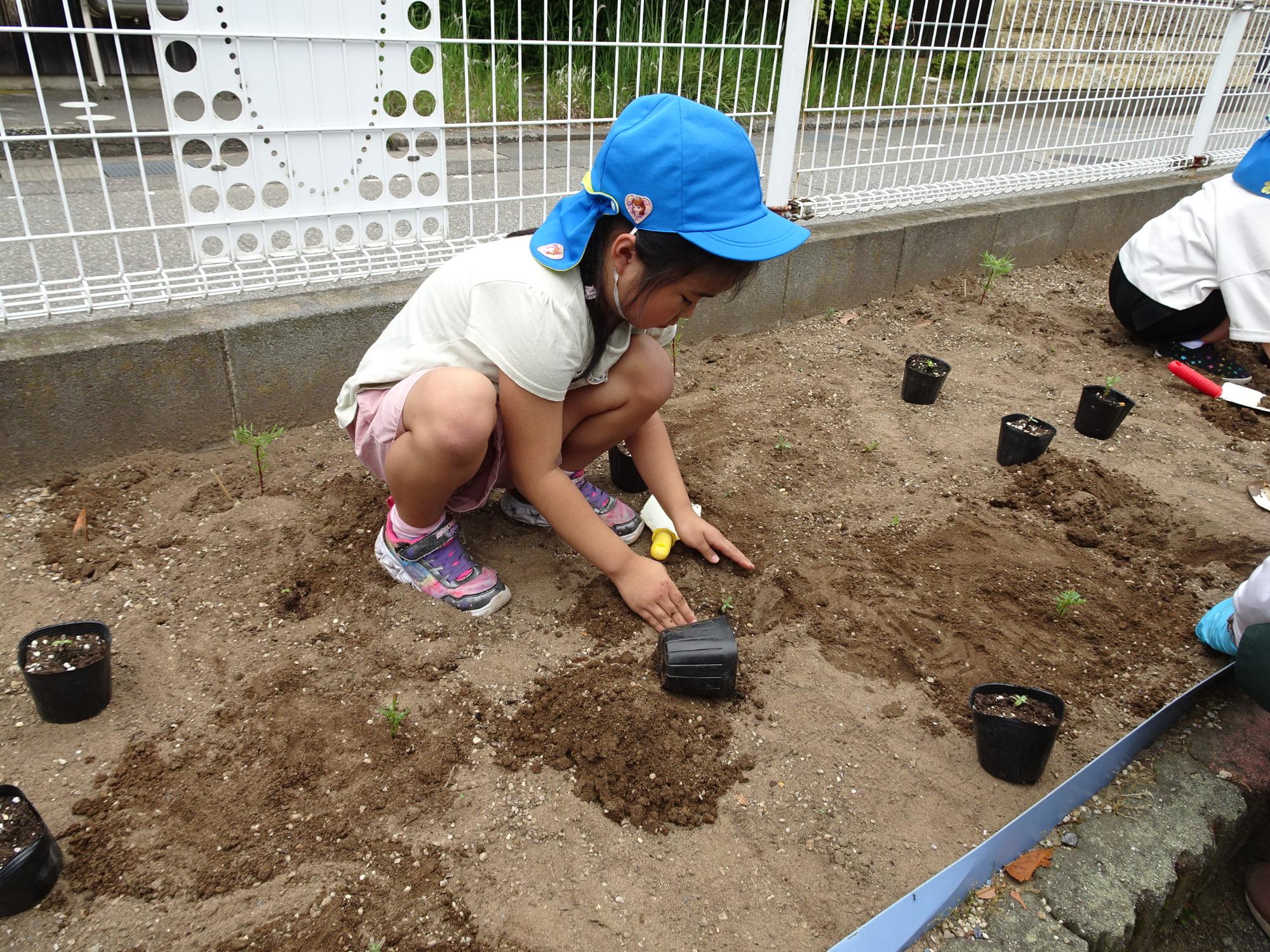 花壇に植えた苗の周りの土を両手で固めている女児の写真