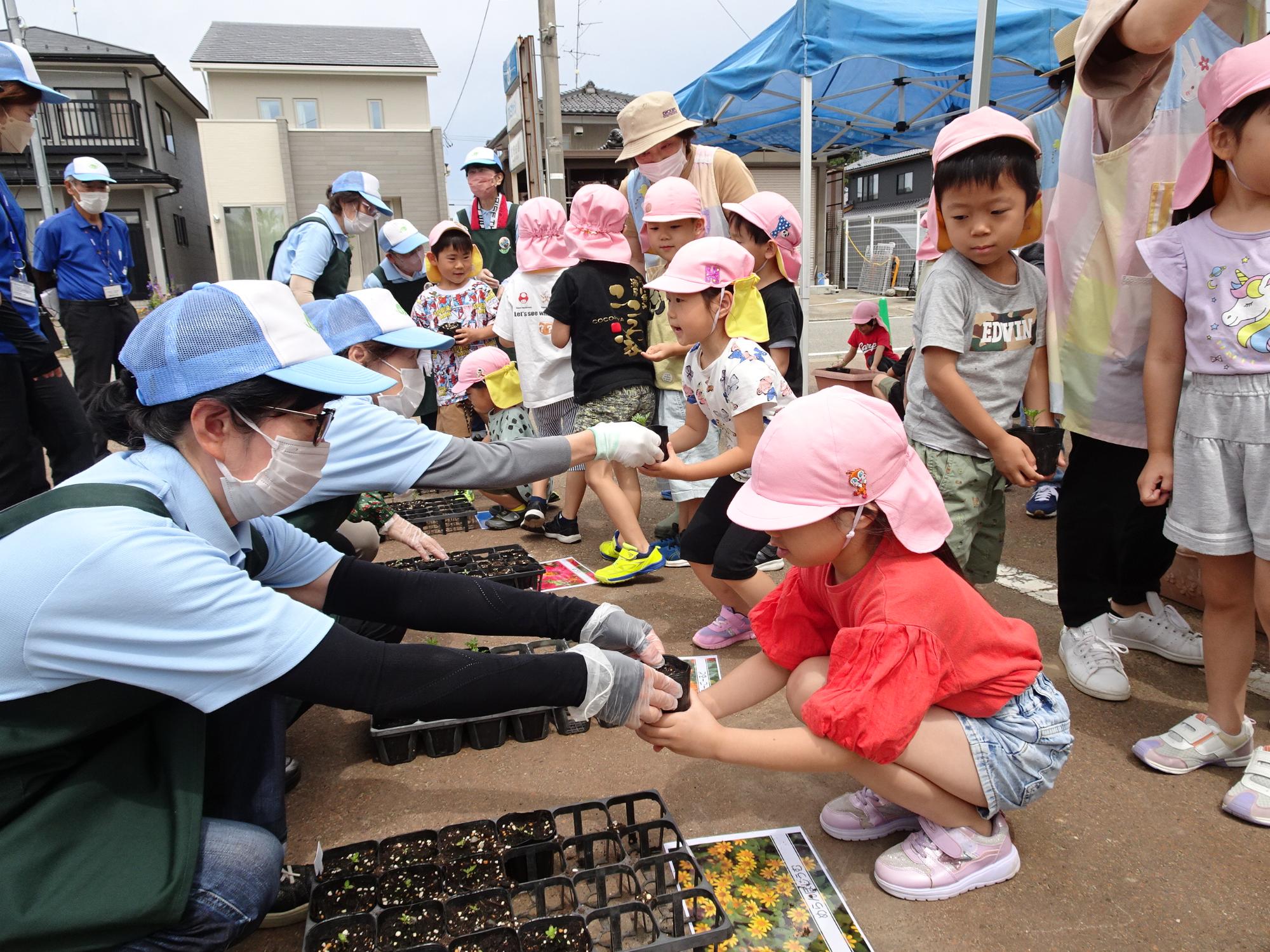 花の種類ごとに分けられた連結ポットの傍に女性スタッフが座り、ピンク色の帽子を被った園児たちが苗ポットを受け取っている様子の写真