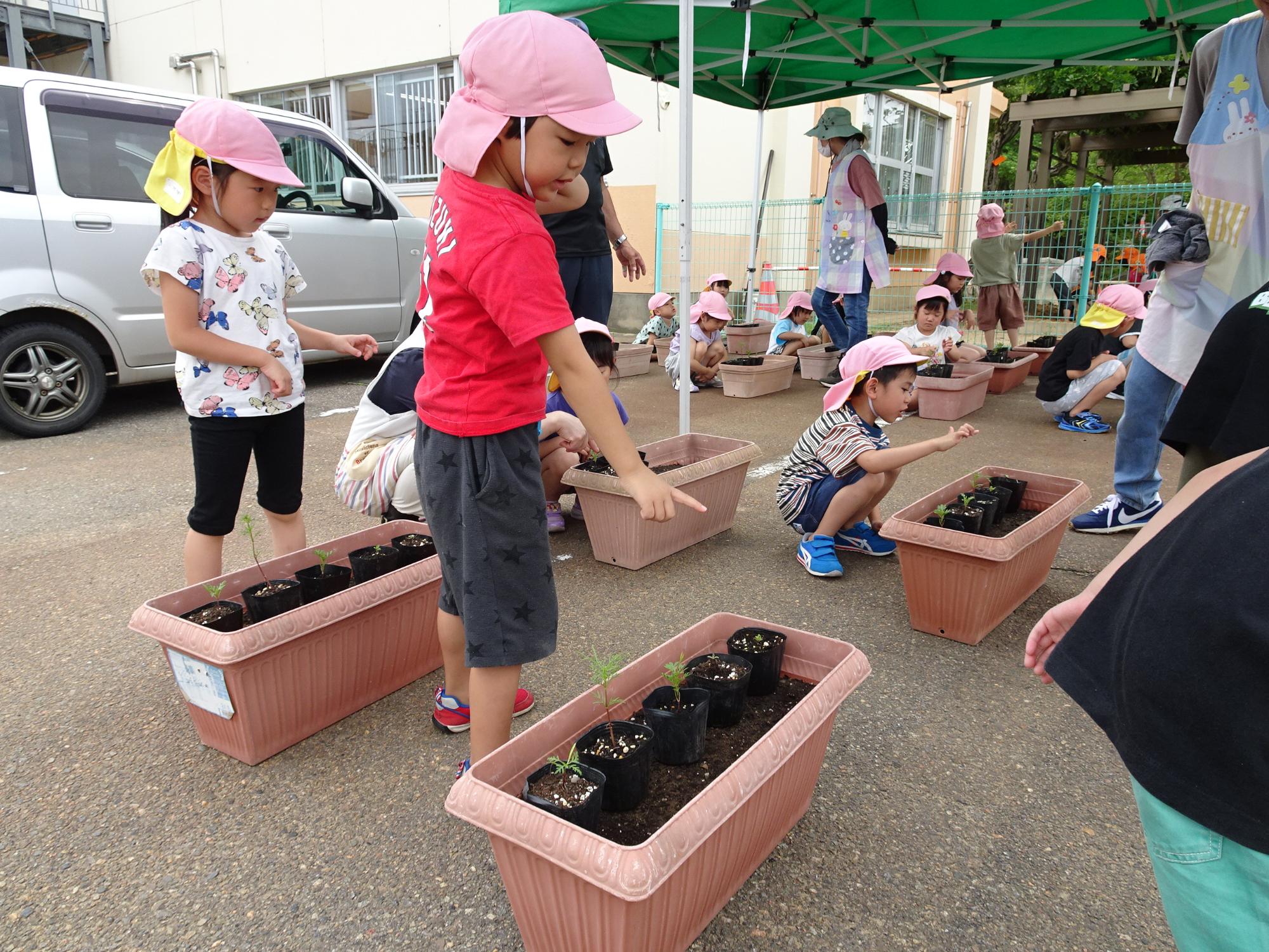 土が入っている横長の茶色のプランターの上に、運んできた苗ポットを並べて置いている園児たちの写真