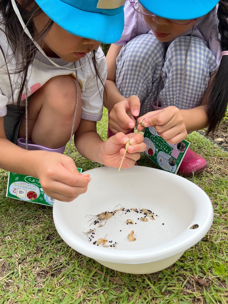 アグロステンマの種を取る園児
