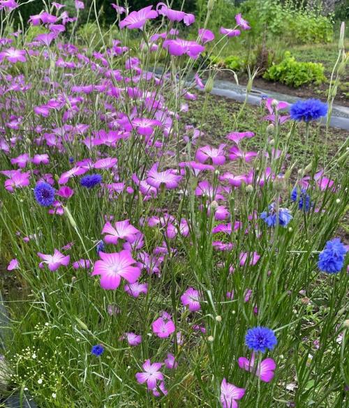たねダンゴから花が咲いた様子