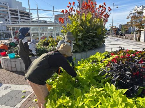 駅前花壇の手入れをする花りすたさん