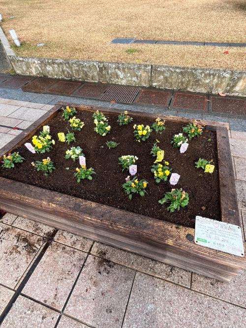 花壇に植えた苗