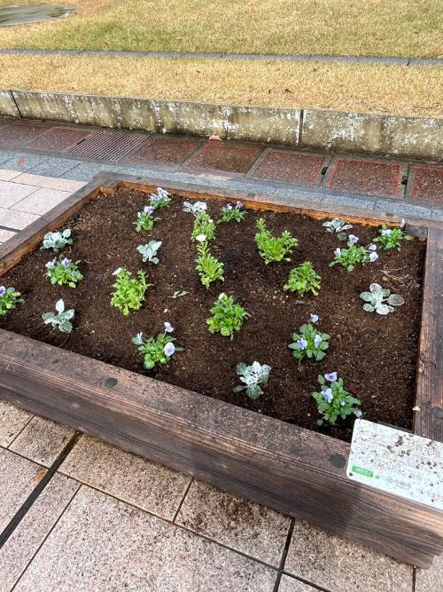 花壇に植えた苗