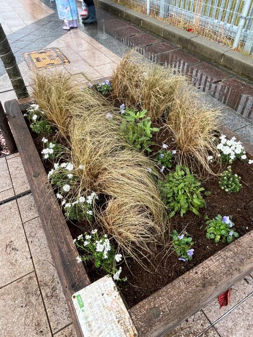 花壇に植えた苗