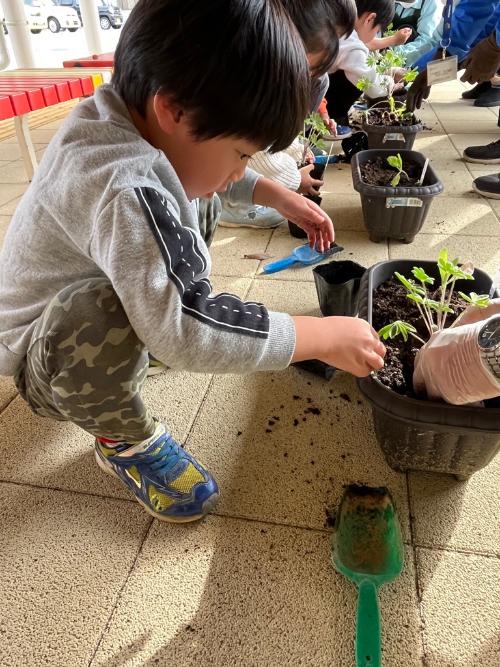 苗をプランターに植える園児