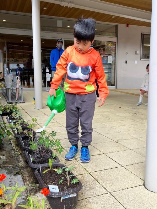 苗にお水をあげる園児