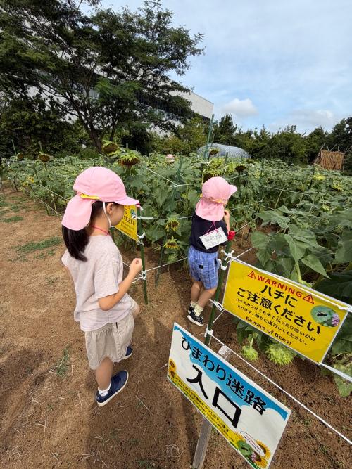 ひまわりの迷路に入る園児達