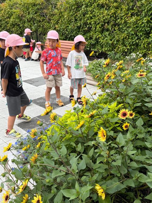 おもてなし花壇を観察する園児達