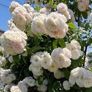 ブーケパルフェ