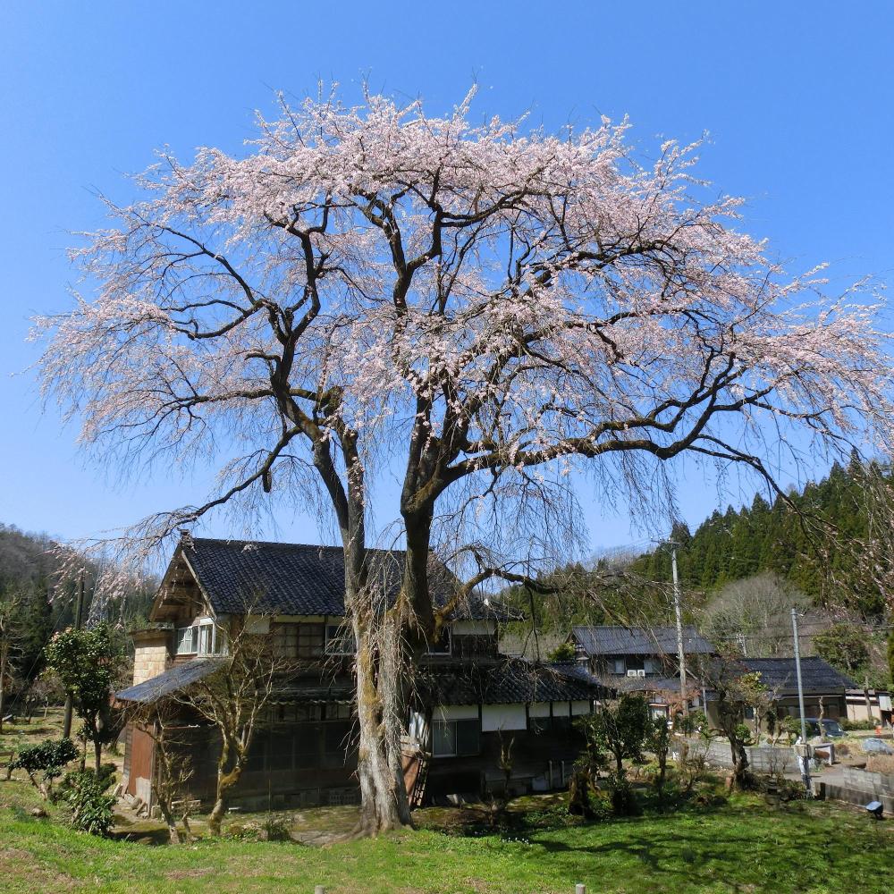 千恵子桜