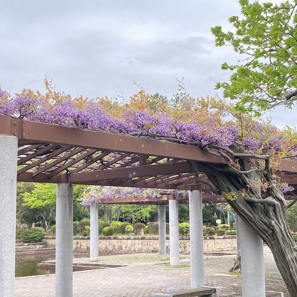 小松中央緑地のフジ