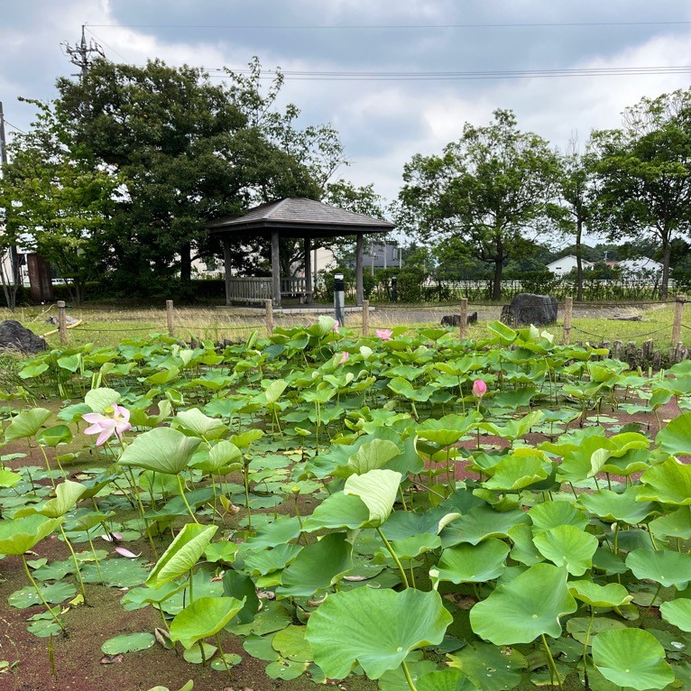 日末蓮池公園のハス
