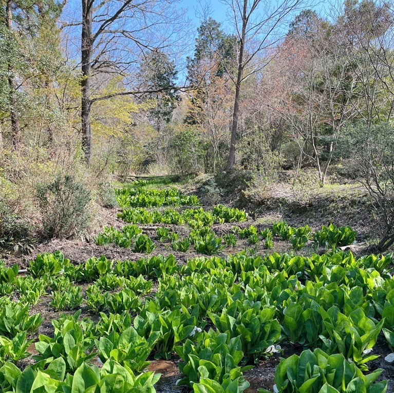 憩いの森のミズバショウ