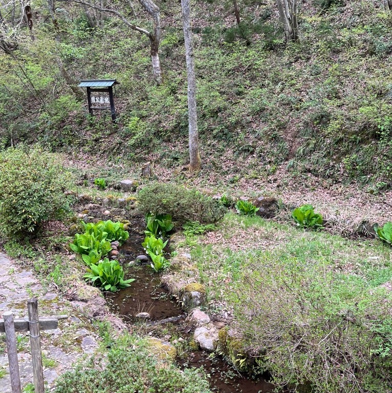 木場町のミズバショウ