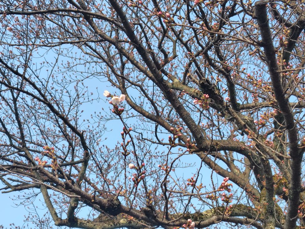 桜開花