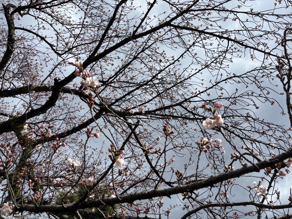 桜の開花状況1から2分咲き