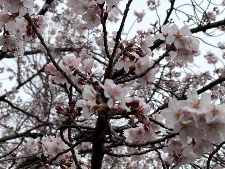 桜の開花状況7分咲き