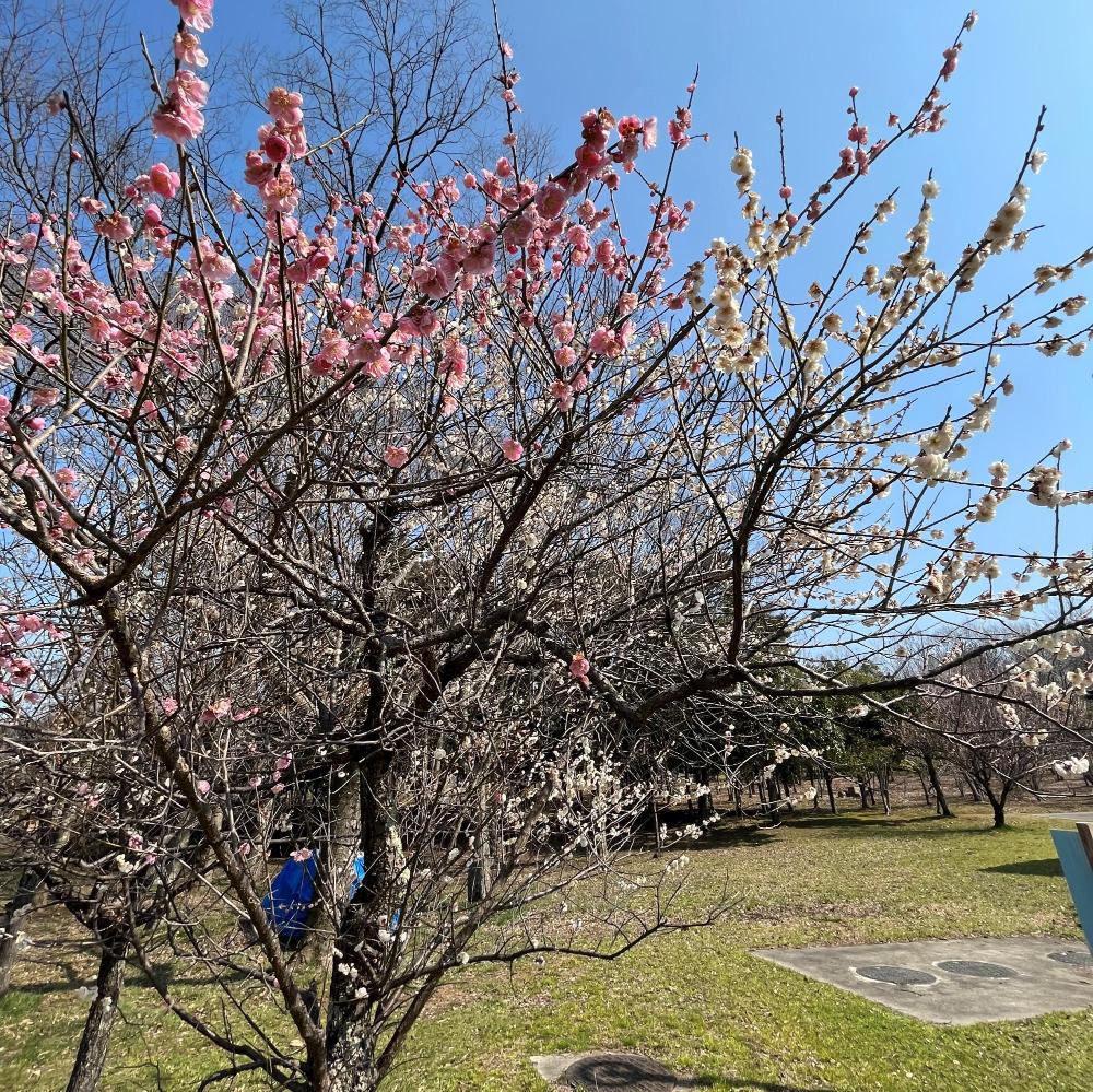 木場潟公園の梅