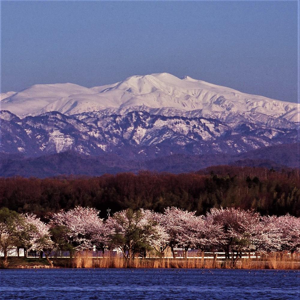 木場潟公園の桜