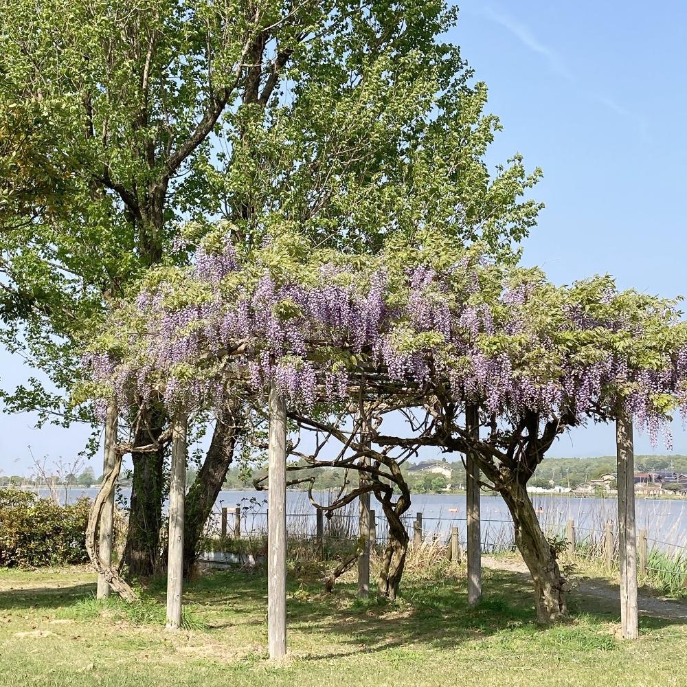 木場潟公園のフジ