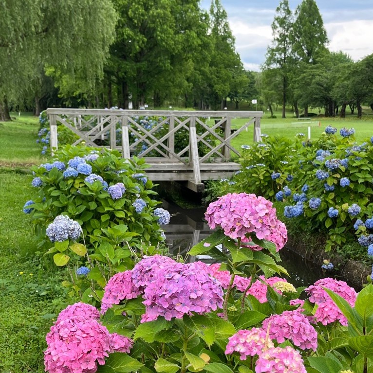 木場潟公園のアジサイ