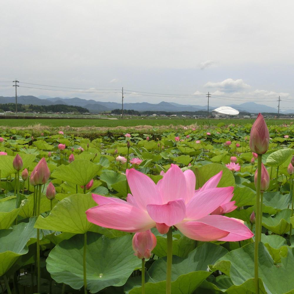 木場潟公園のハス