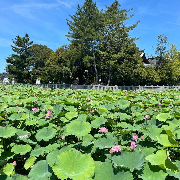 北浅井町のハス