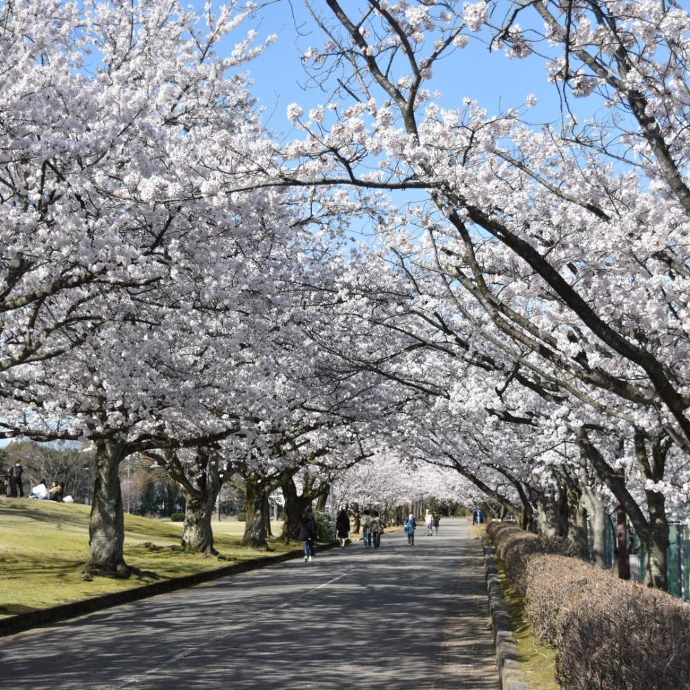 いしかわこども交流センターの桜