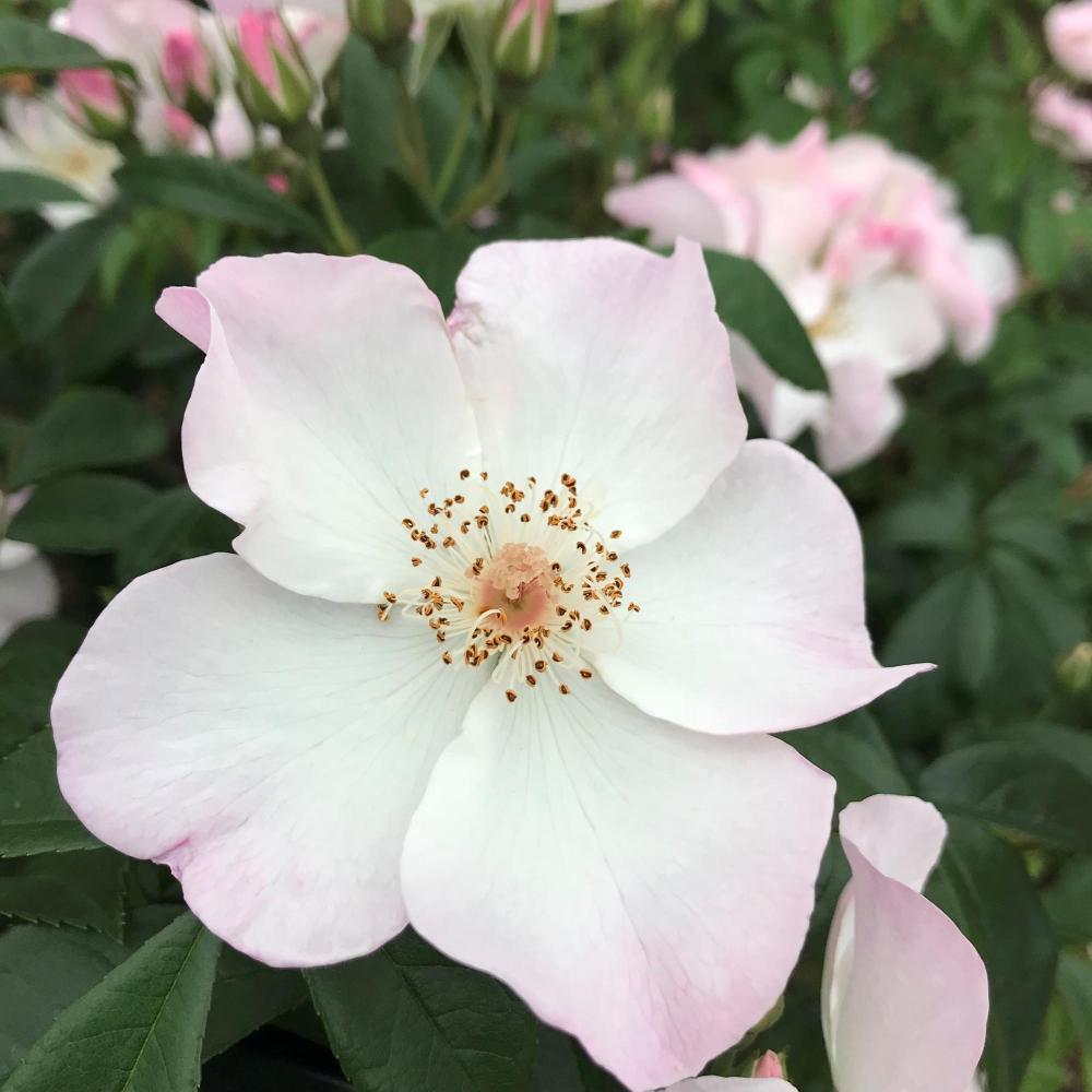 クサンティッペ