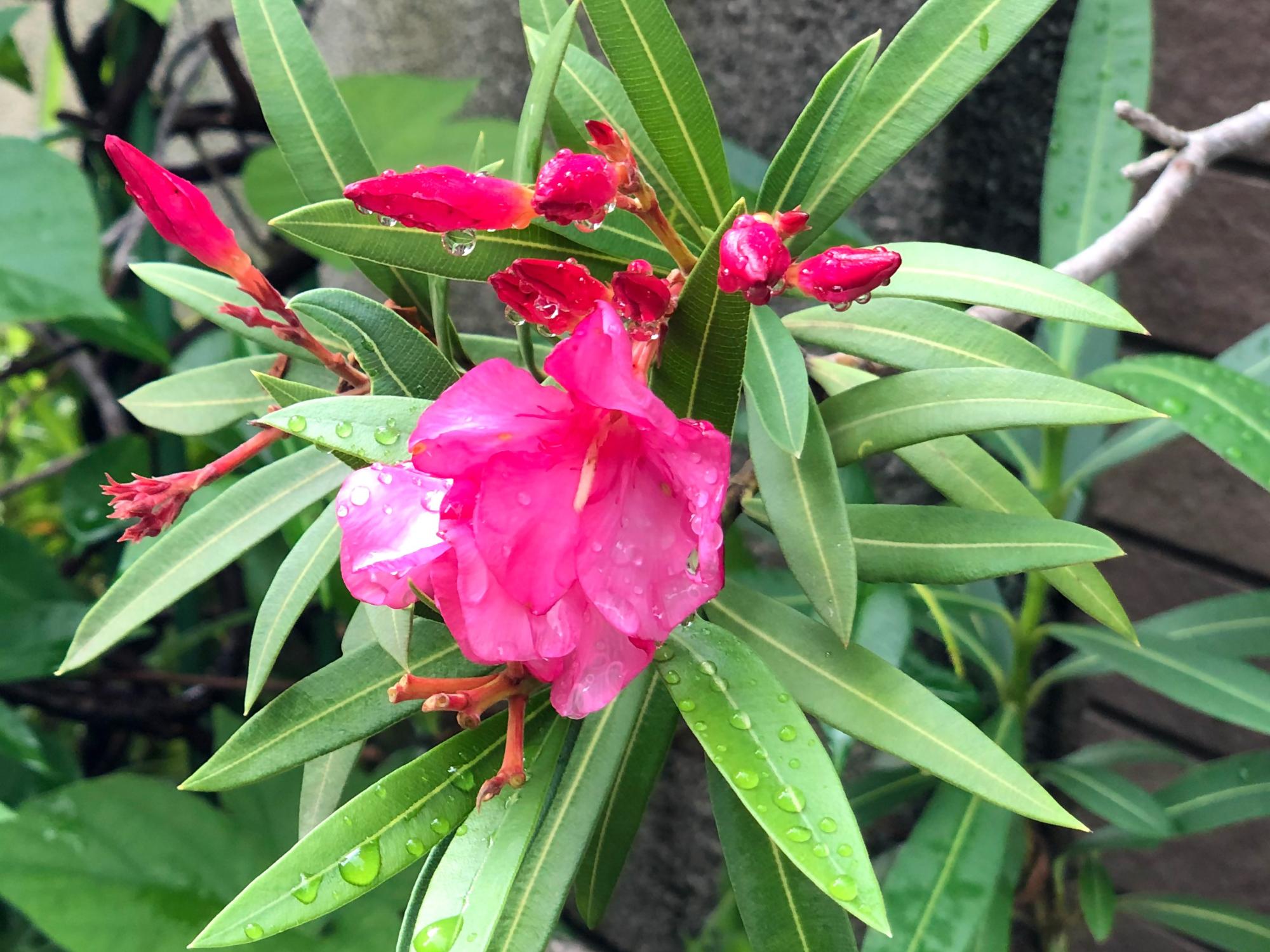 キョウチクトウ赤