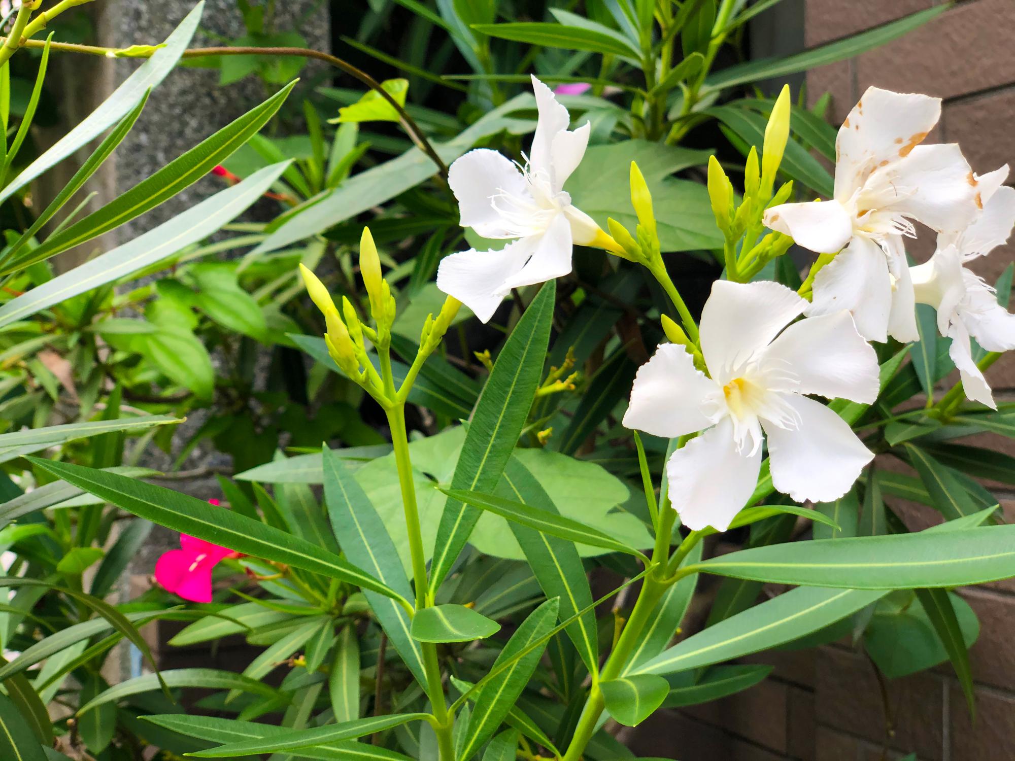 キョウチクトウ白