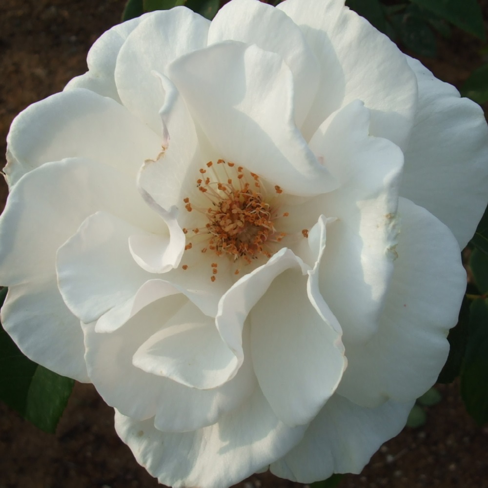 マリアマチルダ