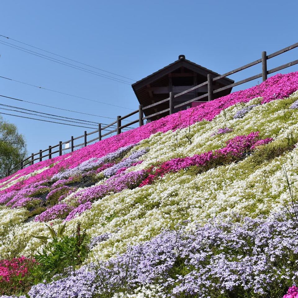 ロードパーク中海芝桜