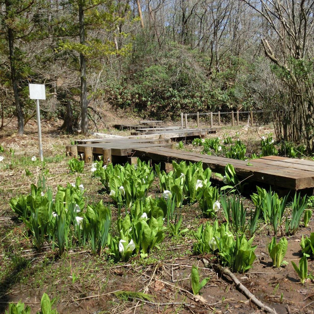 布橋のミズバショウ