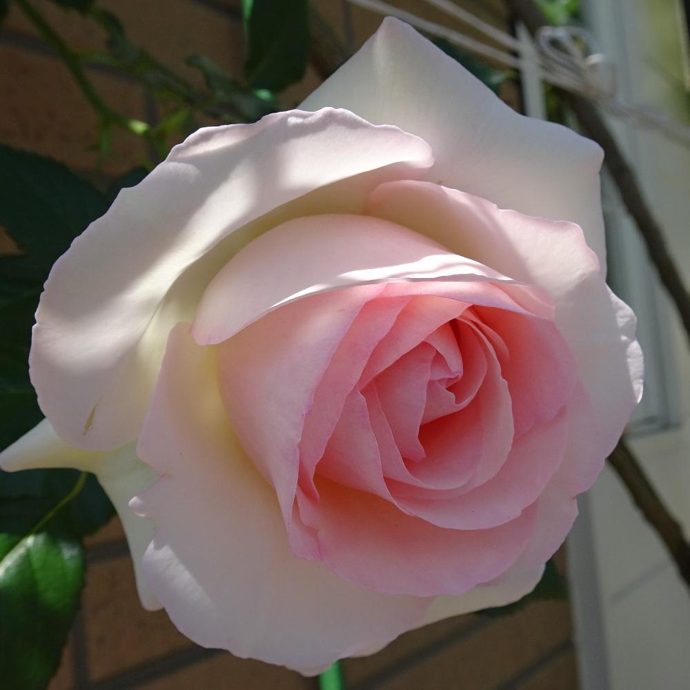 ピエール・ドゥ・ロンサール