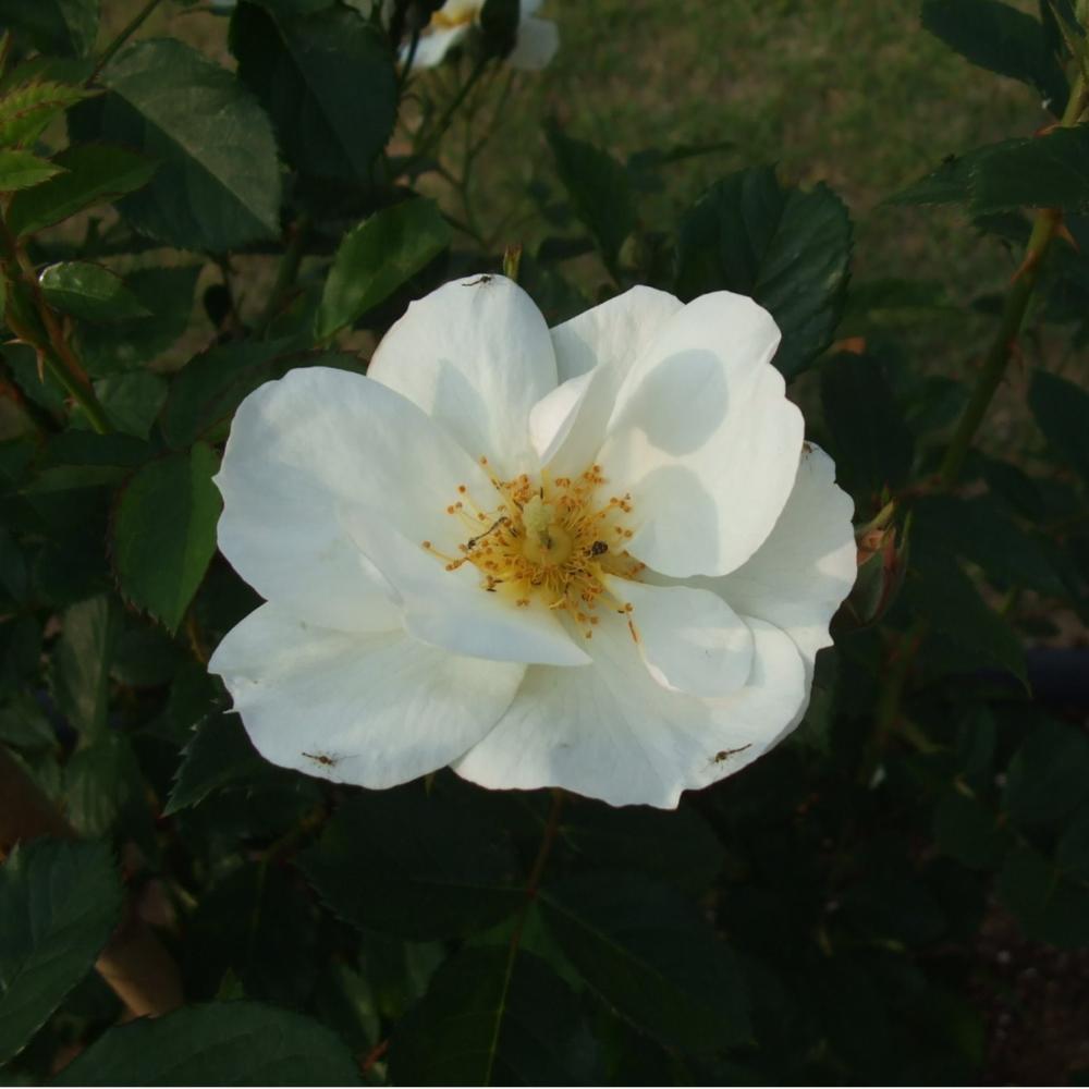 オミオズワルド