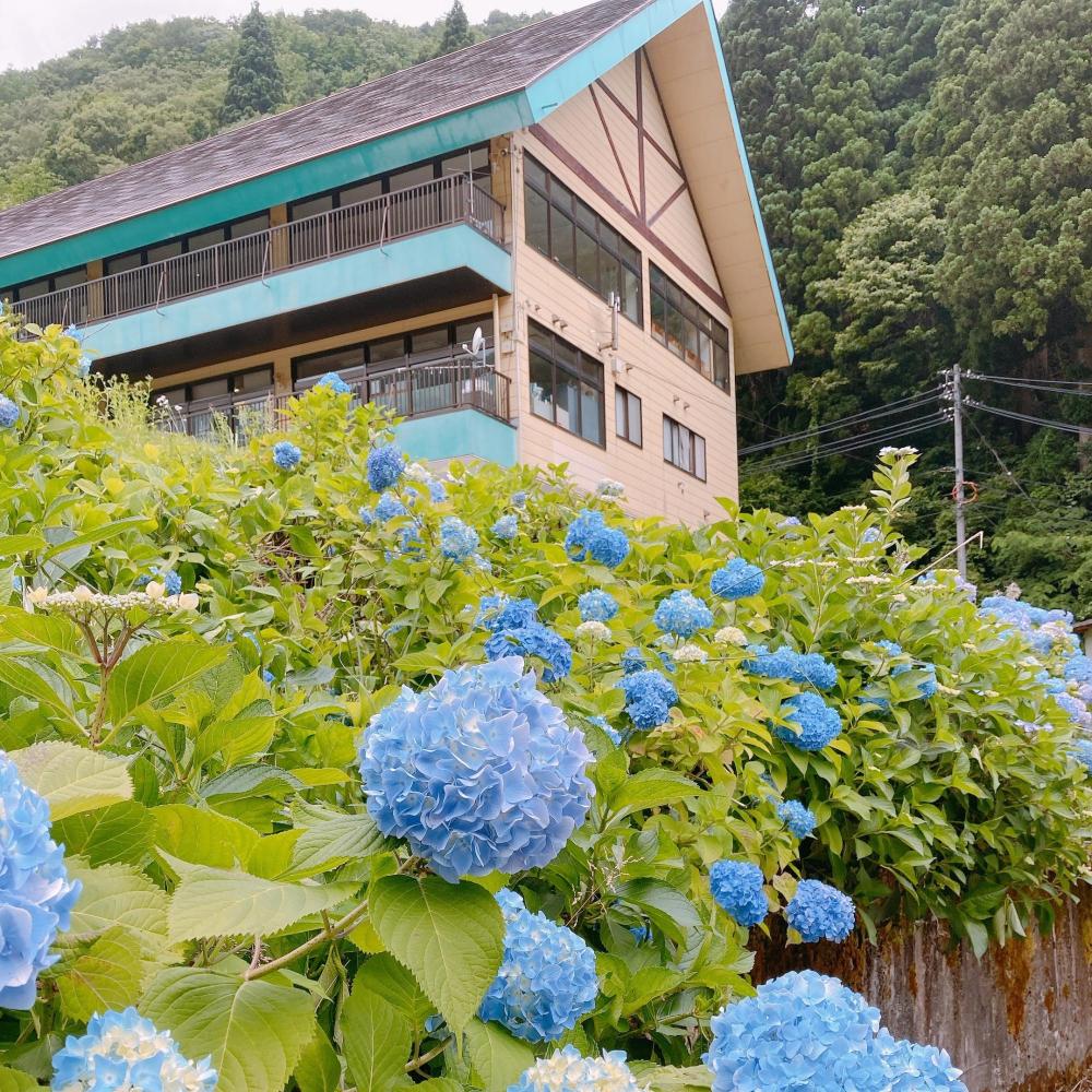 大倉岳高原スキー場のアジサイ