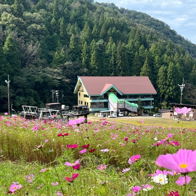 大倉岳高原スキー場のコスモス