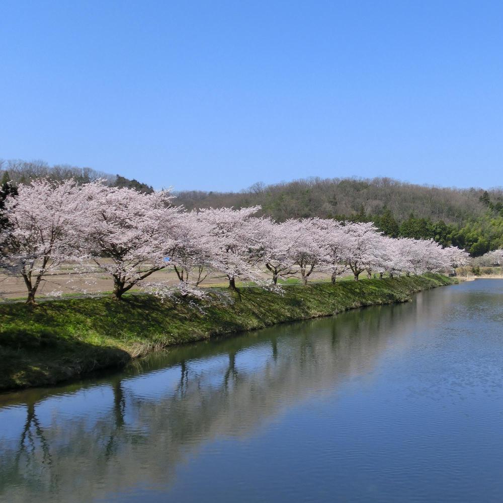 大野町の桜