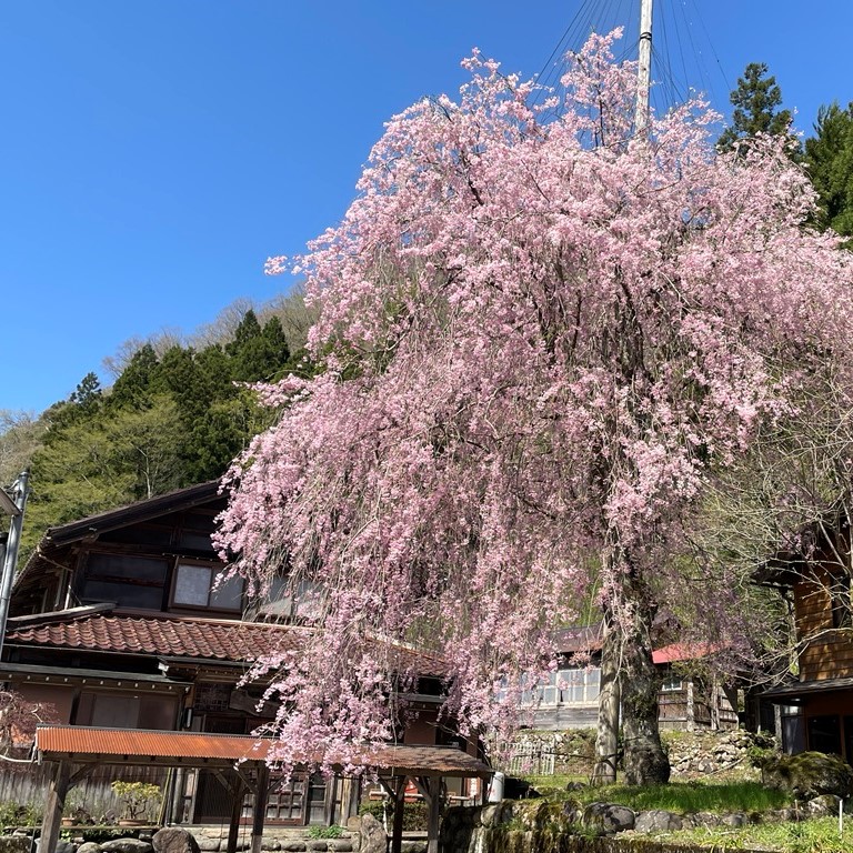 大杉のしだれ桜