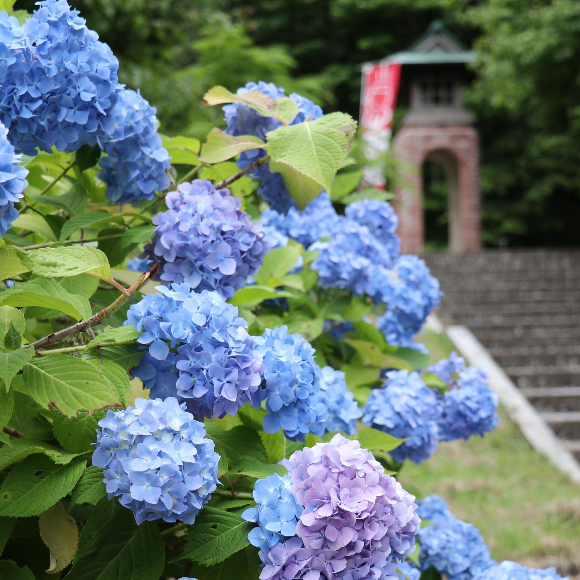 粟津おっしょべ公園アジサイ